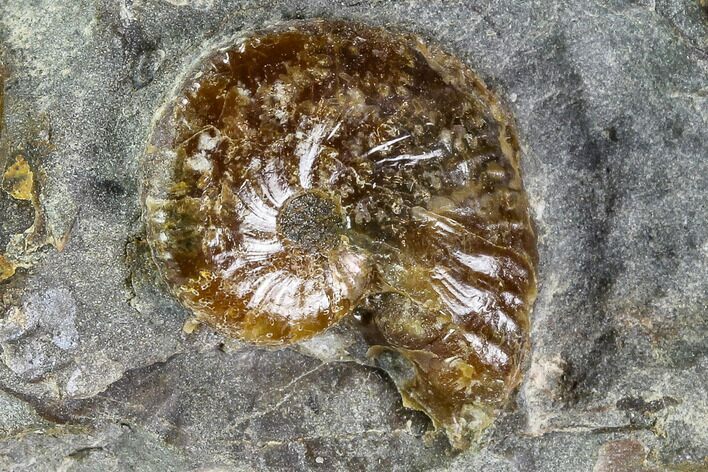 Hoploscaphites Ammonite - South Dakota #110574